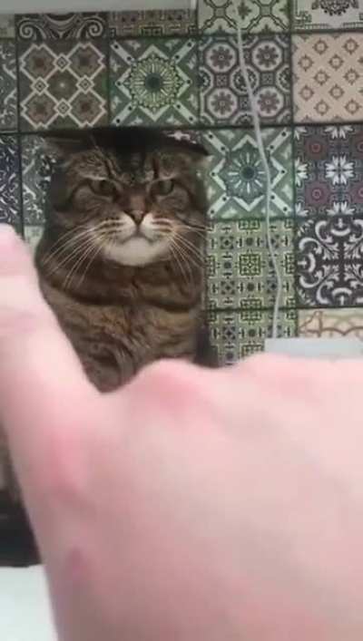 Не так уж и плохо .. Сварливый кот.