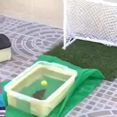 Fishdinho has more goals and shots on target then your idol Penaldo this season. Fish d&rsquo;Or?