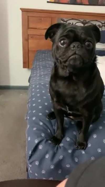 This is what my pug does when I&rsquo;m gaming or just on my pc. Lmao.