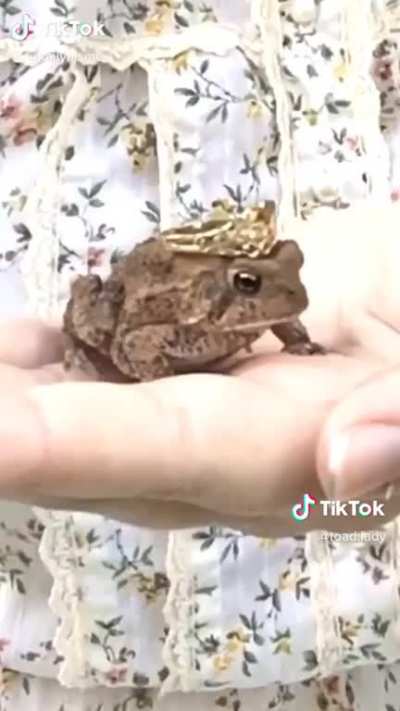 It&rsquo;s come to my attention we don&rsquo;t have enough frogtent