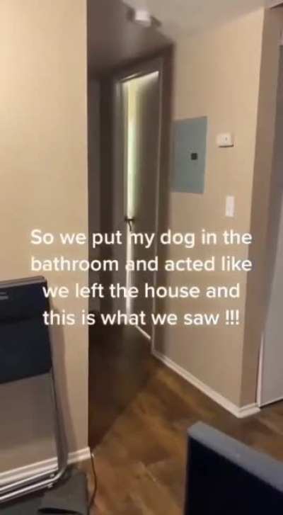 This dog is really scary