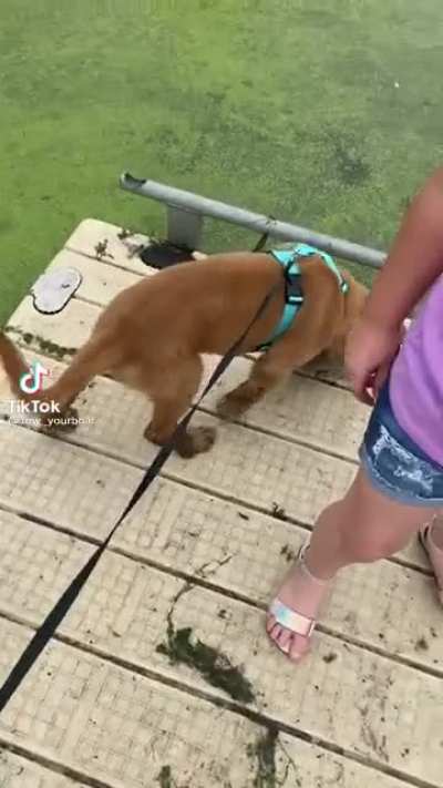 Dog+Dock