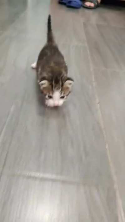 meow_irl
