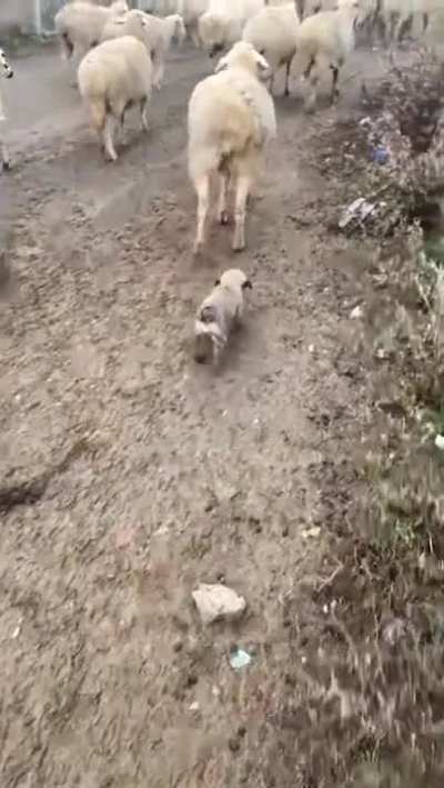 Little shepherd &amp;lt;3 Georgian shepherds puppy ready to work