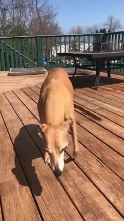 The day after she had her back leg taken off vs two days later (mild zoomies?) She&rsquo;s now back to zipping around the yard at top speed!
