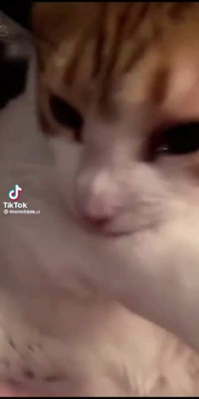 (=^･ｪ･^=)