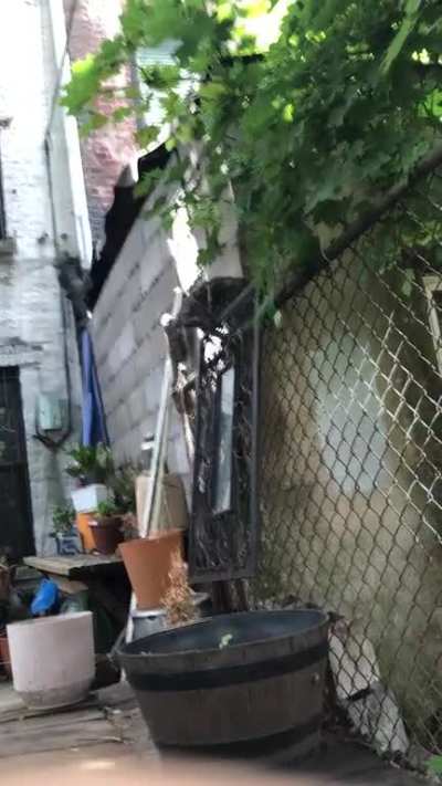 &ldquo;Watch my athletic skillz hooman&rdquo;