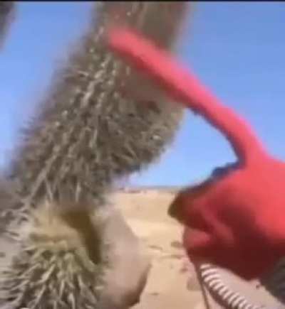 Cactus ( I don&rsquo;t think this has been done before