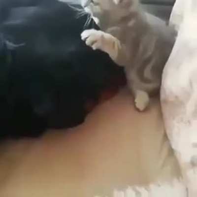 Friendship comes in all sizes