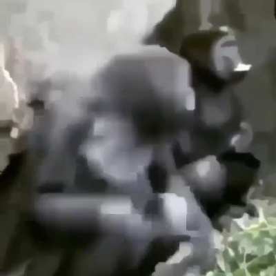 Monkegazing
