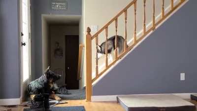 Husky and GSD argument, and the husky is losing