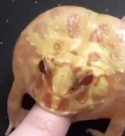 Phrog