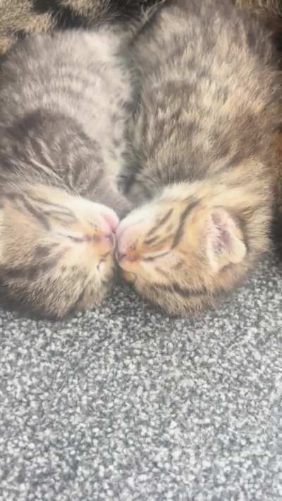 Kitty kissies and cuddles