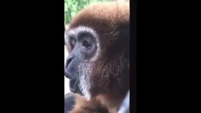 Spinning monke