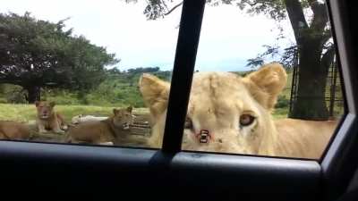 Carjacked by a lion