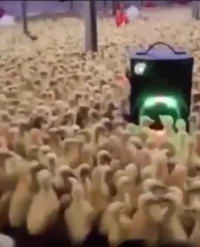 Patos cariocas