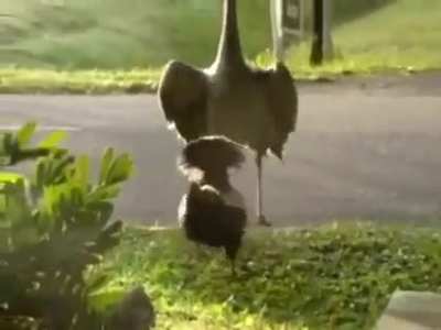 Crane bullies a rooster