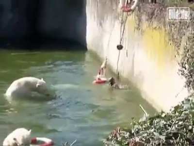 Woman fell into a polar bear area at the zoo