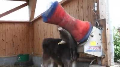 Cow Polisher