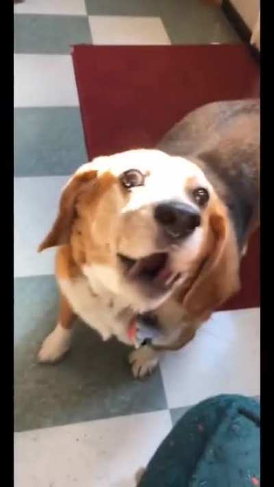 Doggo forgot how to bark