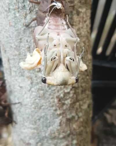 Cicadas are scary