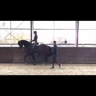 trained horse