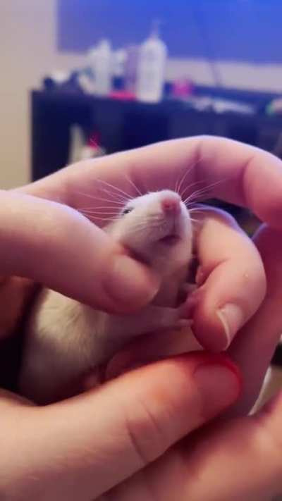 This is the moment i knew I&rsquo;d welcome in another baby to the mischief- the charismatic, bold runt. 💕 