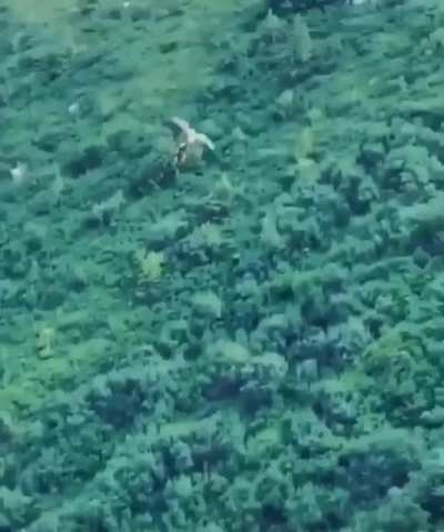 Raptor Bird of prey drops lunch and catches it MIDAIR