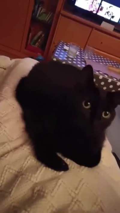Groovy kitty