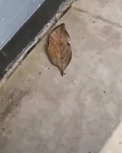 as camo as camo gets