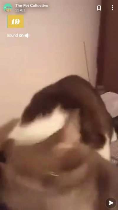 All I can hear is the cat saying &ldquo;OW&rdquo;