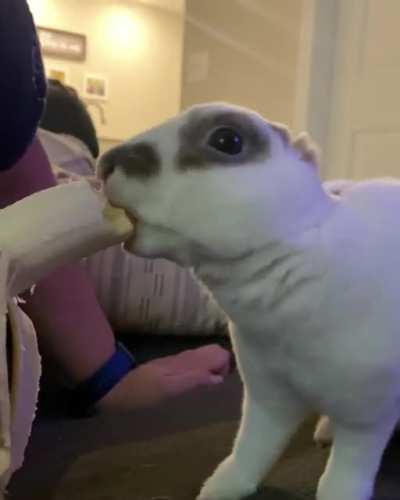 It&rsquo;s been awhile. So, here&rsquo;s Skip eating his favorite treat!