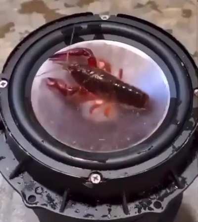 Blursed_shrimp