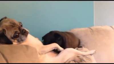 Cuidado con lo que ven los perros