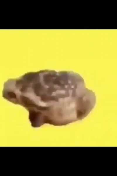 Spinning frog.