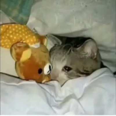 Funny Cat meme