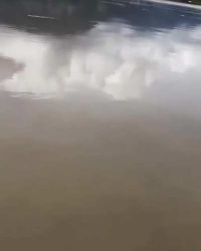 Releasing a pet Sturgeon and revisiting it after many years