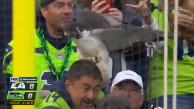 Actual Seahawk lands on a fans head during the Seattle Seahawks game vs the Rams