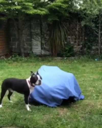 "Where did he go?!"