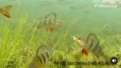 The fish experience