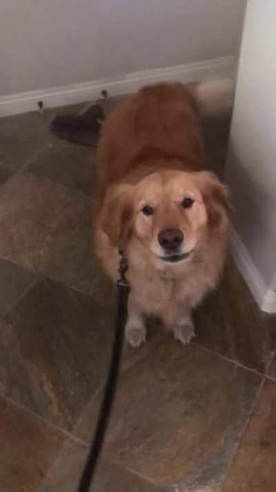 My friend does the bestest thing. Since the quarantine started last year he&rsquo;s been walking Stella for some elderly neighbors. I love her.