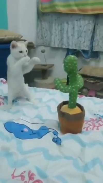 Kitty do a danger dance!