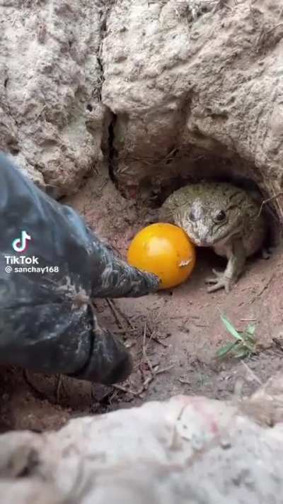 Feeding a toad an orange.