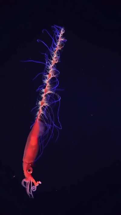 Deep sea Squid 🦑