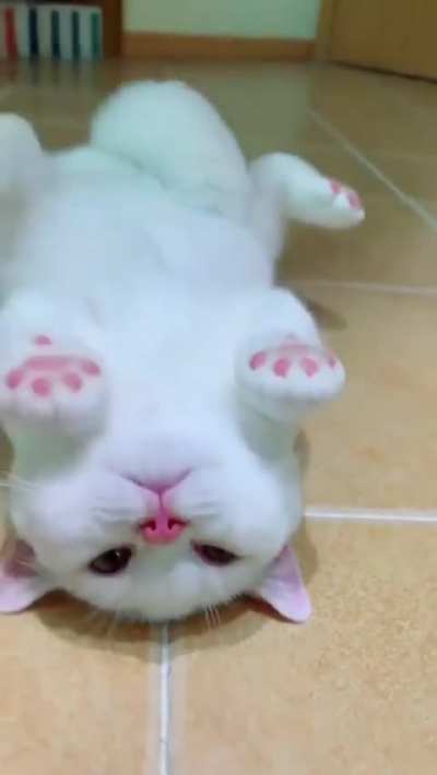 Sunny kitty