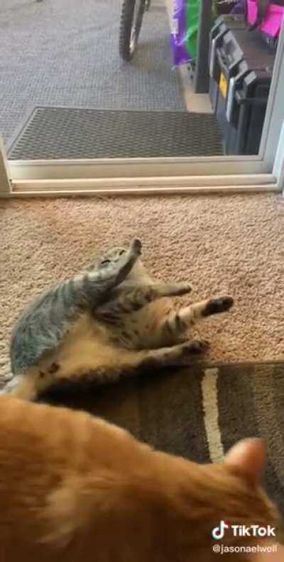 Confused cat