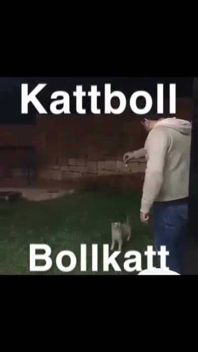 Hejd&aring; katt 🤨😳🙀😹😹