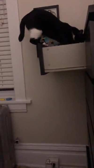&ldquo;Where did I leave my catnip...&rdquo;