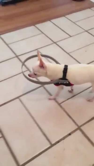 Este cachorro estava com medo de andar por ser cego. Seu dono criou este dispositivo para ajud&aacute;-lo