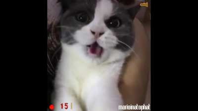 Half life Cat